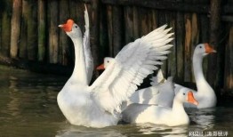 网红大鹅吃瓜,揭秘娱乐圈幕后真相