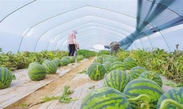 新瓜最新爆料兰州,揭秘城市背后的故事与秘密