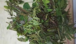 野菜生活爆料视频大全集,视频大全集带你领略自然之美