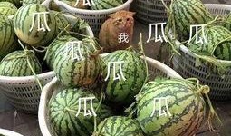 娱乐吃瓜酱玉麒麟,娱乐吃瓜界的风云人物